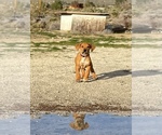 Small Photo #31 Rhodesian Ridgeback Puppy For Sale in MORONGO VALLEY, CA, USA
