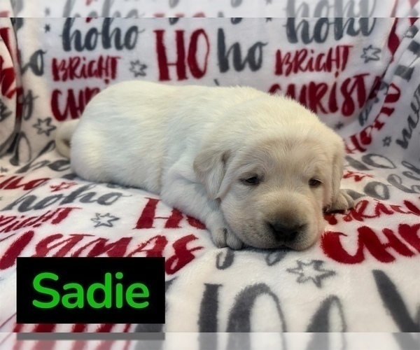 Medium Photo #11 Labrador Retriever Puppy For Sale in FAYETTEVILLE, OH, USA