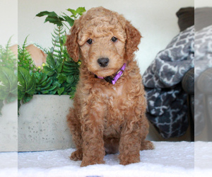 Labradoodle-Poodle (Miniature) Mix Puppy for sale in GORDONVILLE, PA, USA
