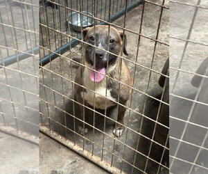 Brandi - Female Bulldog-Labrador Retriever Mix Dog for Adoption - Photo #3
