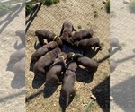 Small Photo #11 Labrador Retriever Puppy For Sale in HOLLYWOOD, AL, USA