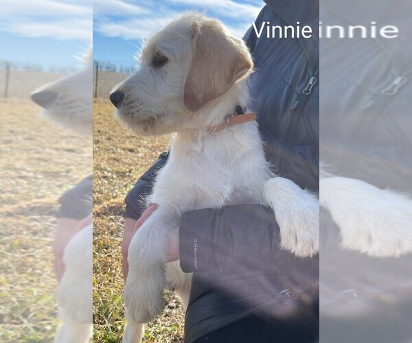 Medium Photo #5 Labradoodle Puppy For Sale in MUNCY, PA, USA