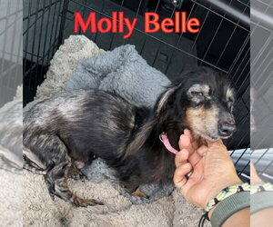 Molly Belle - Female Dachshund Dog for Adoption - Photo #7