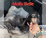 Small Photo #7 Dachshund Puppy For Sale in San Antonio, TX, USA