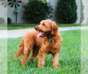 Mother of the Irish Doodle (Miniature) puppies born on 02/26/2026