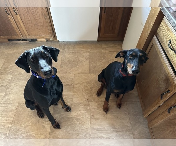 Medium Photo #8 Doberman Pinscher Puppy For Sale in PEYTON, CO, USA