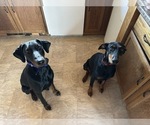 Small #7 Doberman Pinscher
