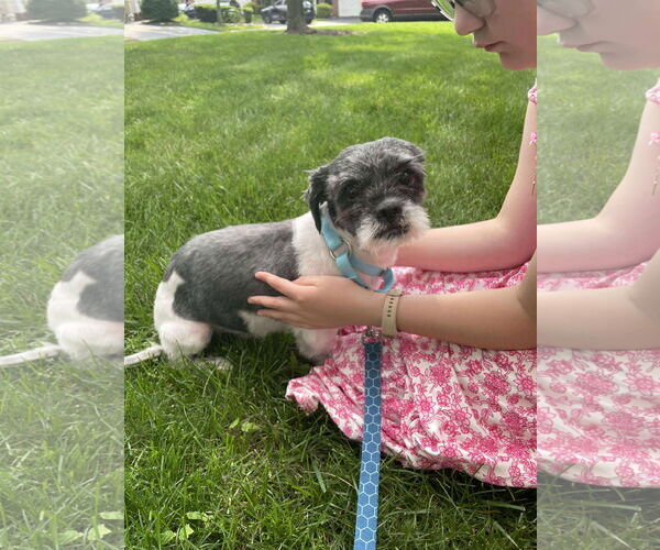 Medium Photo #1 Shih Tzu-Unknown Mix Puppy For Sale in Westwood, NJ, USA