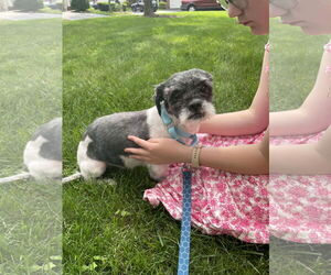 Shih Tzu-Unknown Mix Dogs for adoption in Westwood, NJ, USA