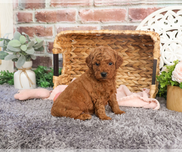 Medium Photo #1 Goldendoodle Puppy For Sale in SYRACUSE, IN, USA
