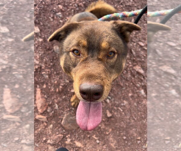 Medium Photo #3 Akita-Siberian Husky Mix Puppy For Sale in phoenix, AZ, USA