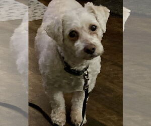 Poodle (Miniature)-Unknown Mix Dogs for adoption in Rootstown, OH, USA