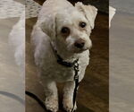 Small Poodle (Miniature) Mix