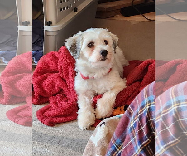 Medium Photo #3 Havanese Puppy For Sale in St. Louis Park, MN, USA