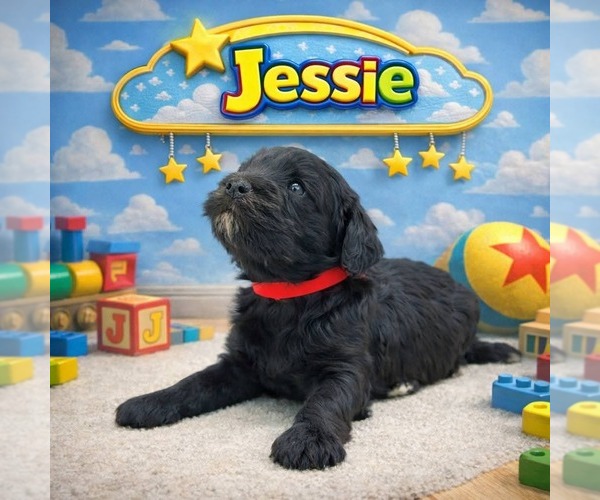 Medium Photo #1 Cavapoo (Miniature)-Saint Berdoodle Mix Puppy For Sale in MILLVILLE, MN, USA