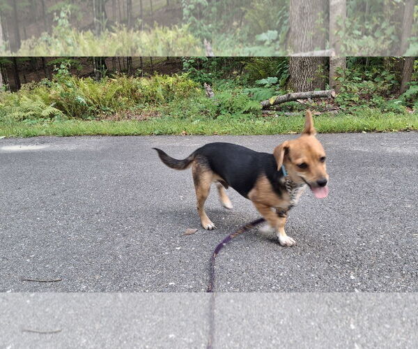 Medium Photo #10 Doxle Puppy For Sale in Sebec, ME, USA