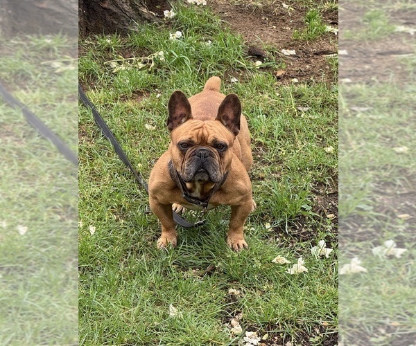 Medium Photo #1 French Bulldog Puppy For Sale in GLASSBORO, NJ, USA