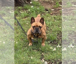 Father of the French Bulldog puppies born on 08/21/2026