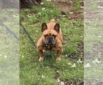 Small Photo #1 French Bulldog Puppy For Sale in GLASSBORO, NJ, USA