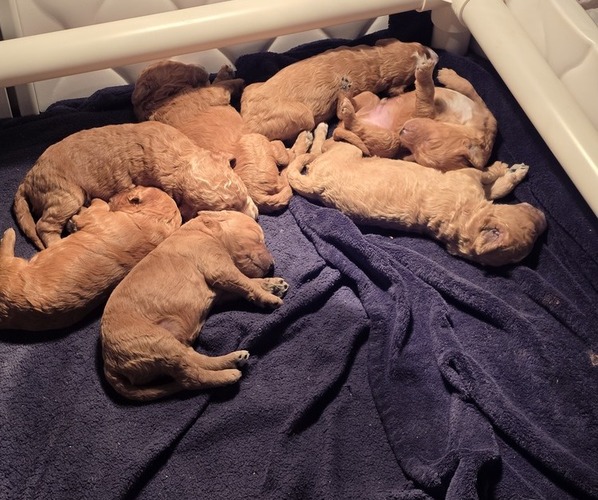 Medium Photo #2 Goldendoodle Puppy For Sale in COLLINSVILLE, IL, USA