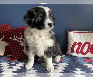 Border Collie Puppy for sale in CHESTERFIELD, MI, USA