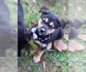 Edward - Male Mutt Dog for Adoption - Photo #3