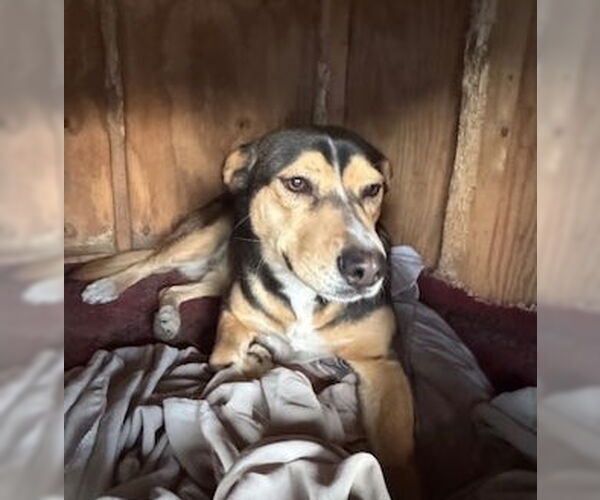 Medium Photo #2 Mutt Puppy For Sale in Tarrytown, GA, USA
