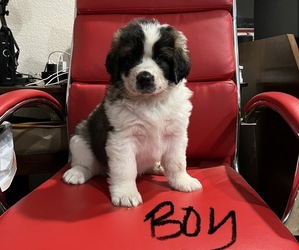 Saint Berdoodle Puppy for sale in SHELTON, WA, USA