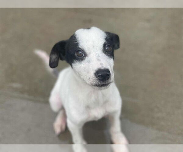 Medium Photo #2 Collie-Unknown Mix Puppy For Sale in Tulsa, OK, USA