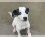 Small #1 Collie Mix
