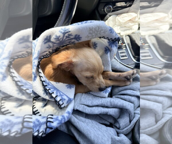 Medium Photo #2 Chihuahua-Colonial Cocker Spaniel Mix Puppy For Sale in Banning, CA, USA