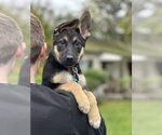 Small Photo #3 German Shepherd Dog Puppy For Sale in West Sacramento, CA, USA
