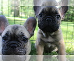 Small Photo #3 French Bulldog Puppy For Sale in SOLWAY, MN, USA