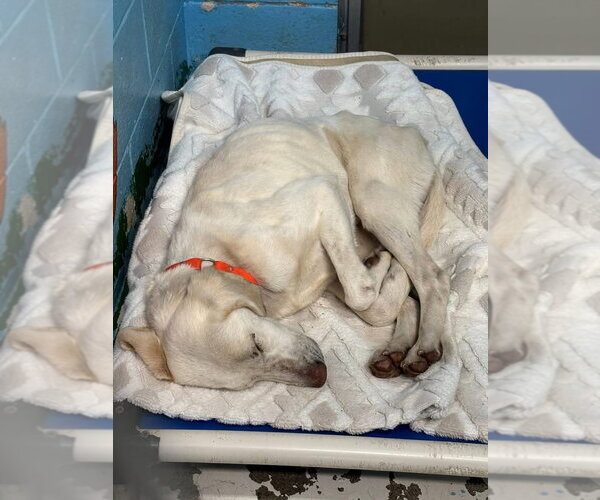 Medium Photo #4 Labrador Retriever-Unknown Mix Puppy For Sale in Rustburg, VA, USA