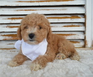Poodle (Miniature) Puppy for sale in HONEY BROOK, PA, USA