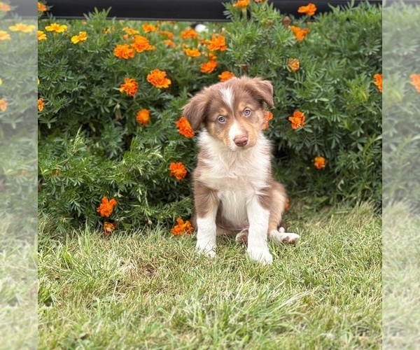 Medium Photo #5 Border Collie-Bordoodle Mix Puppy For Sale in AMES, IA, USA