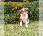 Small #4 Border Collie-Bordoodle Mix