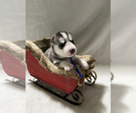 Small Photo #4 Siberian Husky Puppy For Sale in LYNNWOOD, WA, USA