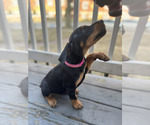 Small Photo #2 Doberman Pinscher Puppy For Sale in SPRINGFIELD, IL, USA
