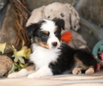 Small #2 Australian Shepherd
