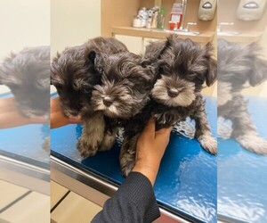 Schnauzer (Miniature) Puppy for sale in SHREVEPORT, LA, USA