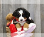 Small Photo #5 Bernese Mountain Dog Puppy For Sale in FREDERICKSBG, OH, USA