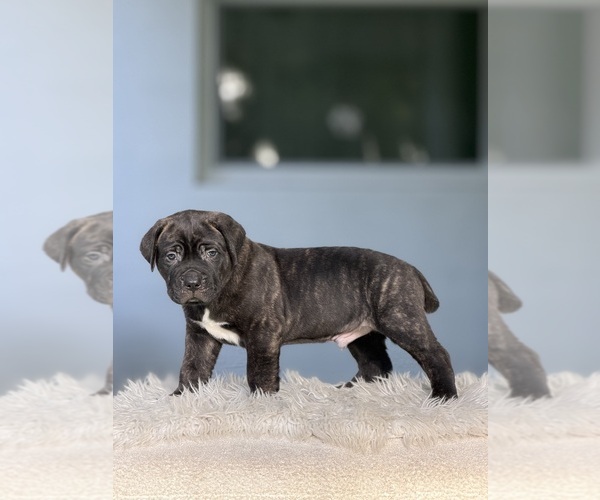 Medium Photo #5 Cane Corso Puppy For Sale in HOLLYWOOD, FL, USA