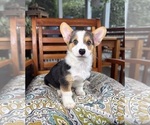 Beckham - Male Pembroke Welsh Corgi Puppy for Sale - Small photo