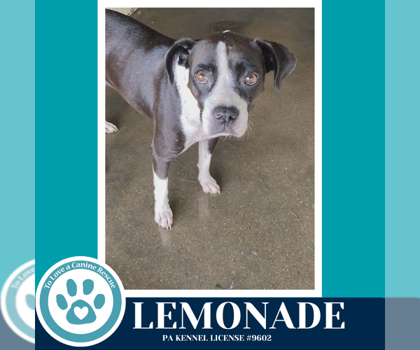 Medium Photo #2 Boston Terrier-Unknown Mix Puppy For Sale in Kimberton, PA, USA