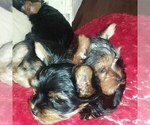 Small Photo #4 Yorkshire Terrier Puppy For Sale in BETHLEHEM, GA, USA