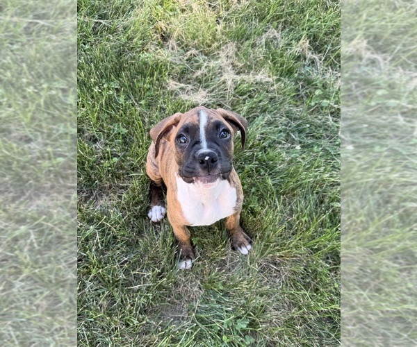 Medium Photo #3 Boxer Puppy For Sale in GREENFIELD, IN, USA