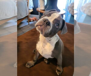 Boston Terrier-Unknown Mix Dogs for adoption in oakland, FL, USA