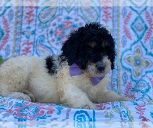 Bernedoodle Puppy for sale in LANCASTER, PA, USA