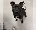 Small Mutt